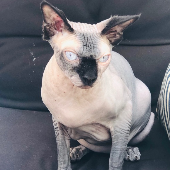 Meet your Posher, Rachelle - Picture 1 of 1